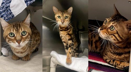 BC SPCA seizes 34 Bengal cats from ‘irresponsible breeder’ in the Okanagan